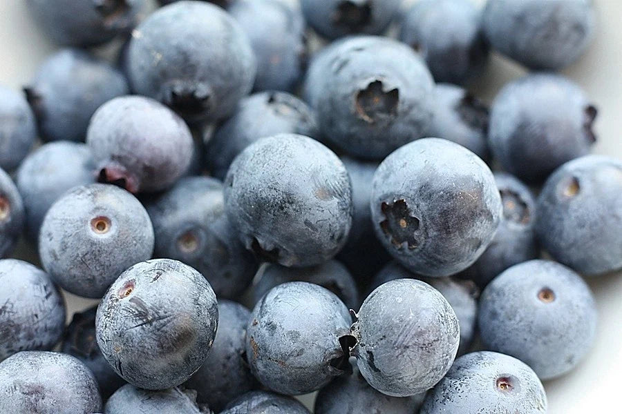 Southern Blueberry Seeds - Evergreen Shrub - Heat Tolerant - Vaccinium ashei