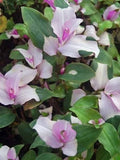 Variegated Tradescantia Blushing Bride Cuttings - 3 Gorgeous Wandering Jew Plant Cuttings - Houseplant Propagation