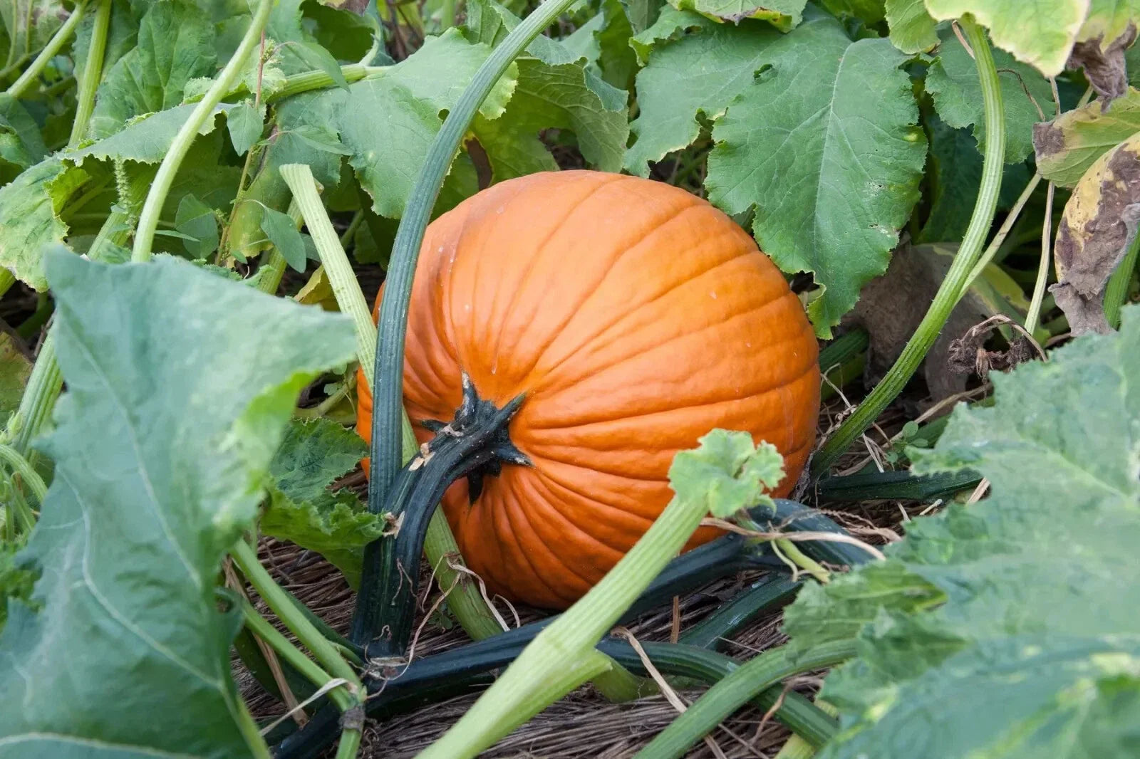 Jack O'Lantern Pumpkin Seeds, Halloween Variety, Ideal for Pumpkin Pie, Cucurbita pepo, FREE SHIPPING