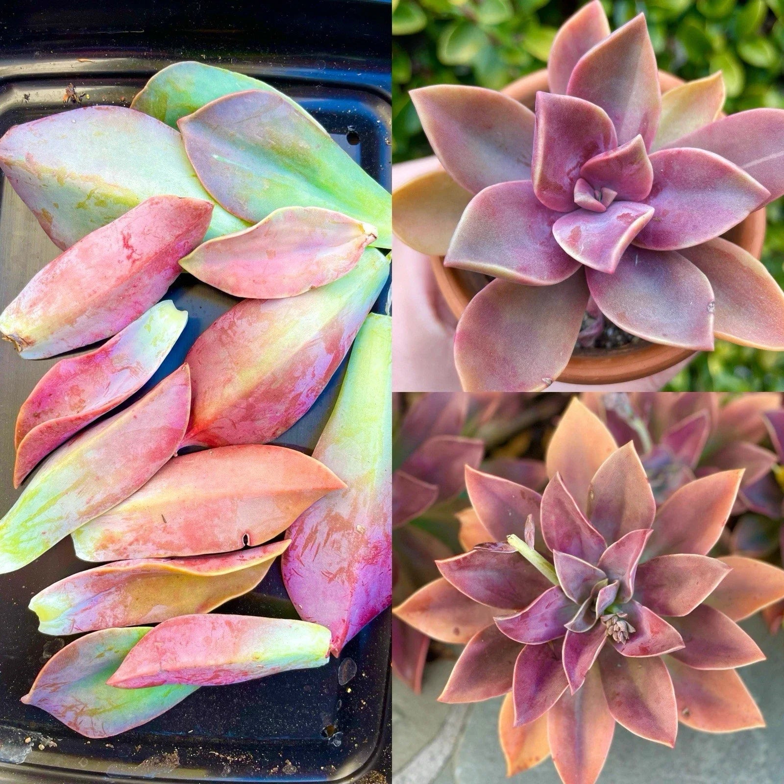 Graptoveria Fred Ives Succulent Plant - 5 Large Leaves for Propagation - Easy Care Houseplant