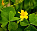 Yellow Wood Sorrel Seeds - 100 Organic Lemon Clover Seeds (Oxalis stricta) - 3/25 Harvest