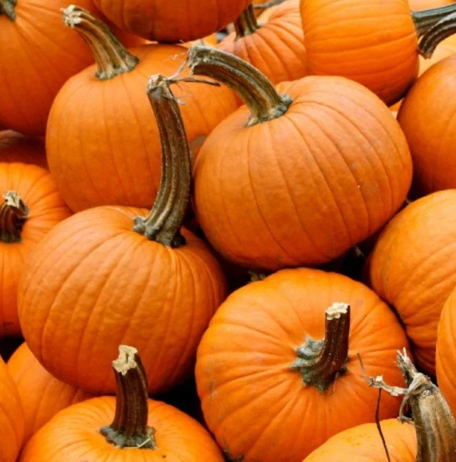 Small Sugar Pumpkin Seeds - Heirloom, Stringless, Non-GMO for Canning & Pies - 20 Seeds (Cucurbita pepo)