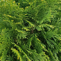 Emerald Green Arborvitae Thuja Occidentalis Live Bare Root Plant 24+ Inches