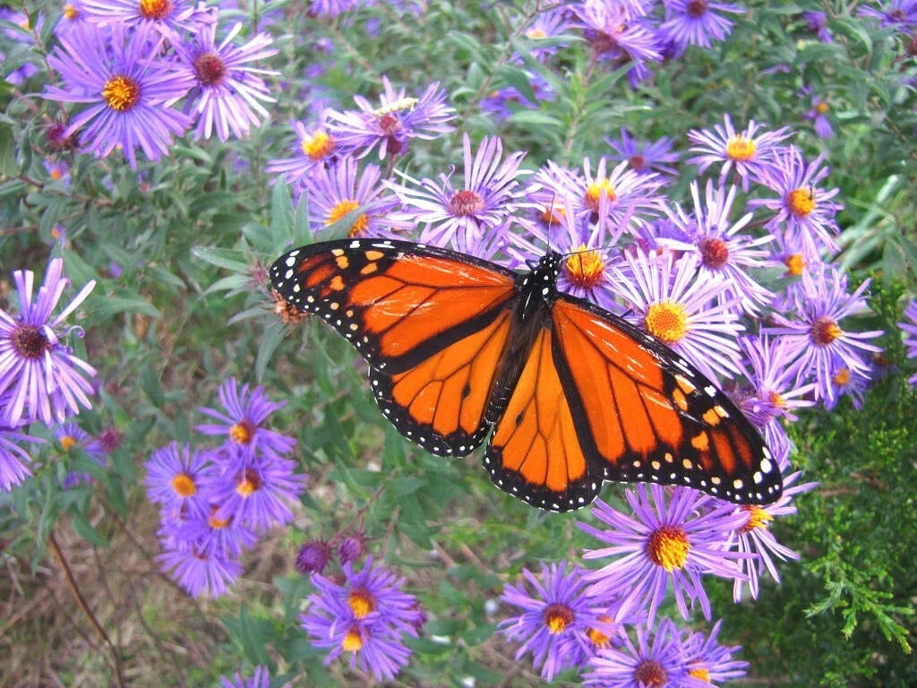 New England Aster Seeds - 200+ Perennial Native Wildflower - Summer Fall Blooms - Aster novae-angliae