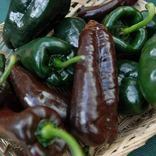 Mulato Isleno Poblano Pepper Seeds | Heirloom Non-GMO | High Yield | Capsicum annuum
