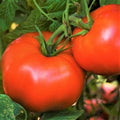 Rutgers Tomato Seeds | Heirloom Fruit Vegetable Seed | NJ Best Flavor | Solanum lycopersicum