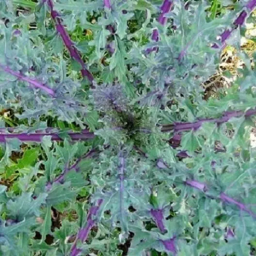 Red Kale Microgreen Sprouting Seeds 16 Ounces - Brassica oleracea variedad sabellica