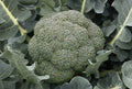Godzilla Broccoli Seeds - Fresh Non-GMO Vegetable Seeds - Brassica oleracea