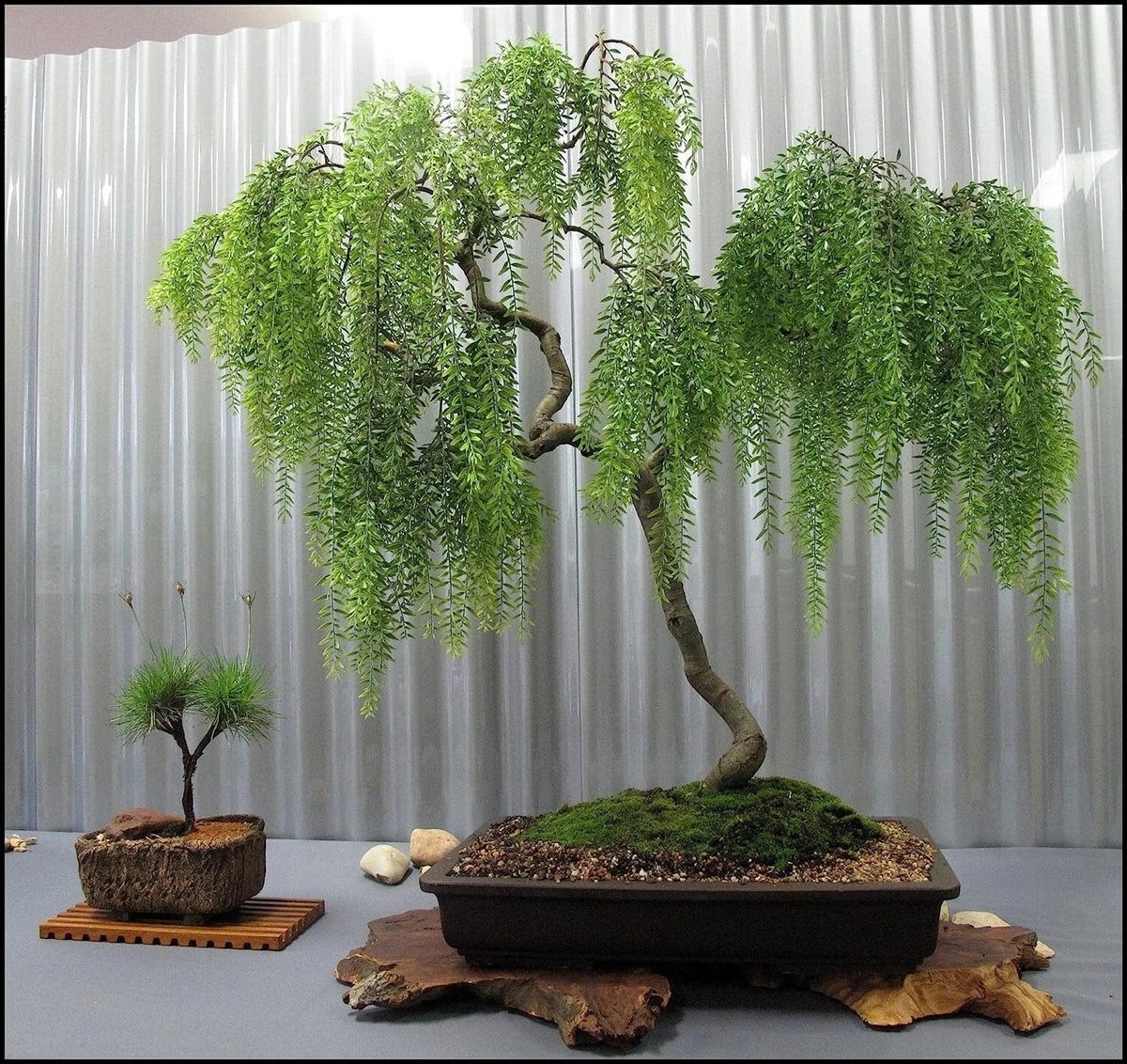 Long Leaf Weeping Willow Bonsai Tree Cutting, 6-8 inches, Salix babylonica, Perfect for Indoor Gardening and Plant Enthusiasts