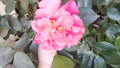 Large Light Red Camellia Blooms - Eight Stem Cuttings - Prolific Bloomer - Camellia japonica