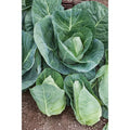 Cabbage Seeds 1000+ Heirloom Early Jersey Wakefield NON GMO Fresh Seeds