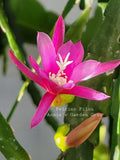 Epiphyllum Cuttings - Unrooted 8-10 Inches - Felcino Filou - Cactus Plant (Epiphyllum)