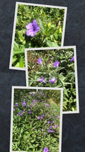 Live Bare Rooted Mexican Petunia Plants - 5 Pack (Ruellia simplex) - Hardy Perennial Flowering Plants for Gardens