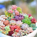 Mixed Succulent Plant Seeds - 100pcs Lithops Seeds - Drought-Tolerant Variety for Easy Gardening