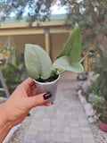 Scindapsus Platinum Java Silver Hero Live Plant - Rooted, 2.5" Pot - Indoor Houseplant, No Cutting