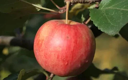 25+ Chestnut Crabapple Seeds for Garden Planting - Malus pumila - USA Grown, Ideal for Home Gardens, Free Shipping