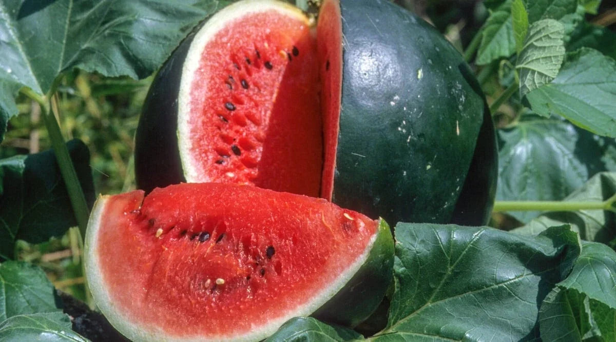 50+ Small Shining Light Watermelon Seeds for Planting - Citrullus lanatus - Non-GMO - USA Grown - Free Shipping