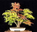 Bonsai Tree Seeds - Trident Maple - 20+ Seeds - A. platanoides - Ideal for Bonsai Cultivation, Highly Prized Variety