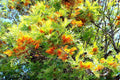 Silky Oak Tree Seeds - 30 Pack - Grevillea robusta - Ideal for Planting, Fast Growing, Native Australian Tree Seeds