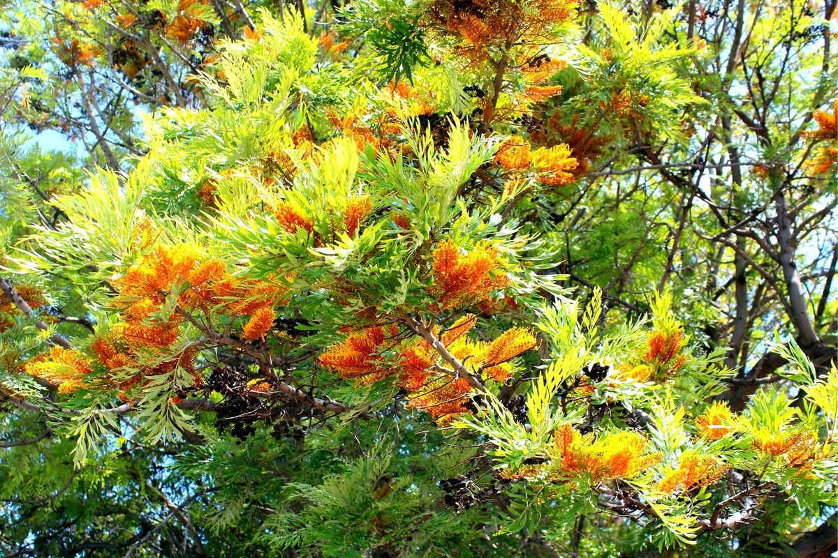 Silky Oak Tree Seeds - 30 Pack - Grevillea robusta - Ideal for Planting, Fast Growing, Native Australian Tree Seeds
