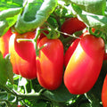 San Marzano Tomato Seeds | Heirloom Italian Roma Plum Paste Variety | Organic Vegetable Seed 2025