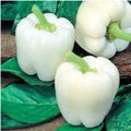 Heirloom White Bell Pepper Seeds - Organic Non-GMO - 120+ Fresh Seeds - Capsicum annuum