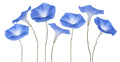 Exotic Morning Glory Flowering Vine Seeds - 50 Seeds - Ipomoea spp. - Colorful Climbing Plant for Gardens