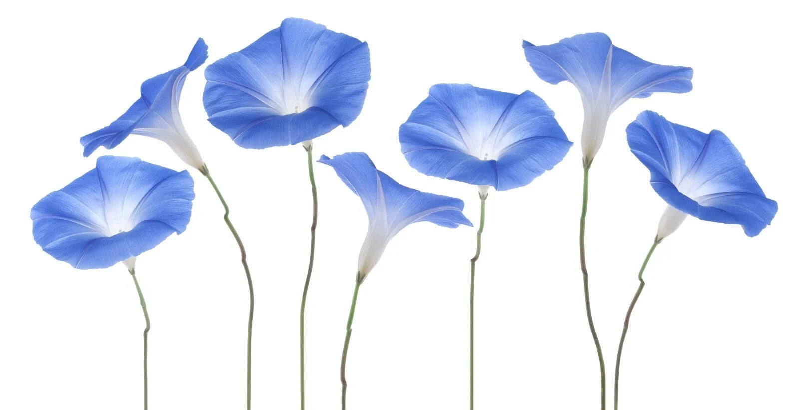 Exotic Morning Glory Flowering Vine Seeds - 50 Seeds - Ipomoea spp. - Colorful Climbing Plant for Gardens