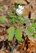 Twinleaf Bare Roots | Jeffersonia diphylla | Native Perennial Plant for Shade Gardens
