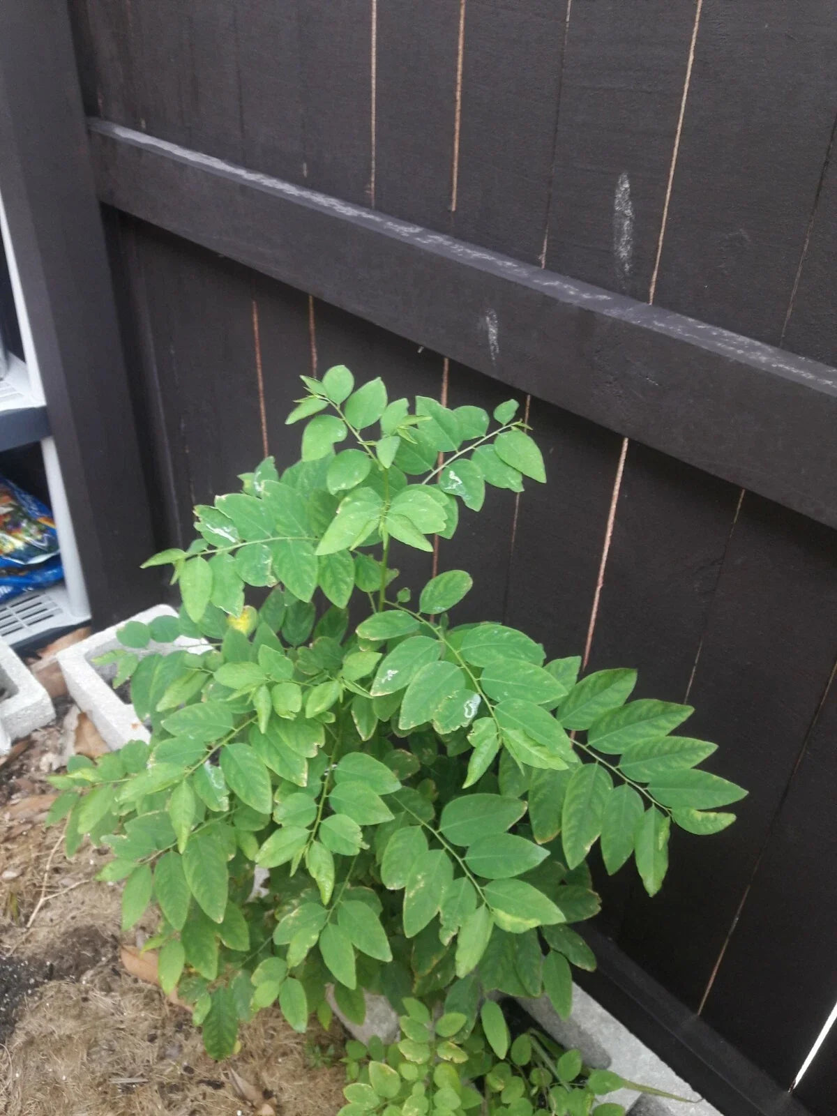Katuk Cuttings - 10 Sweet Leaf Cuttings, Nutty Flavor - Sauropus androgynus - 5 Inches