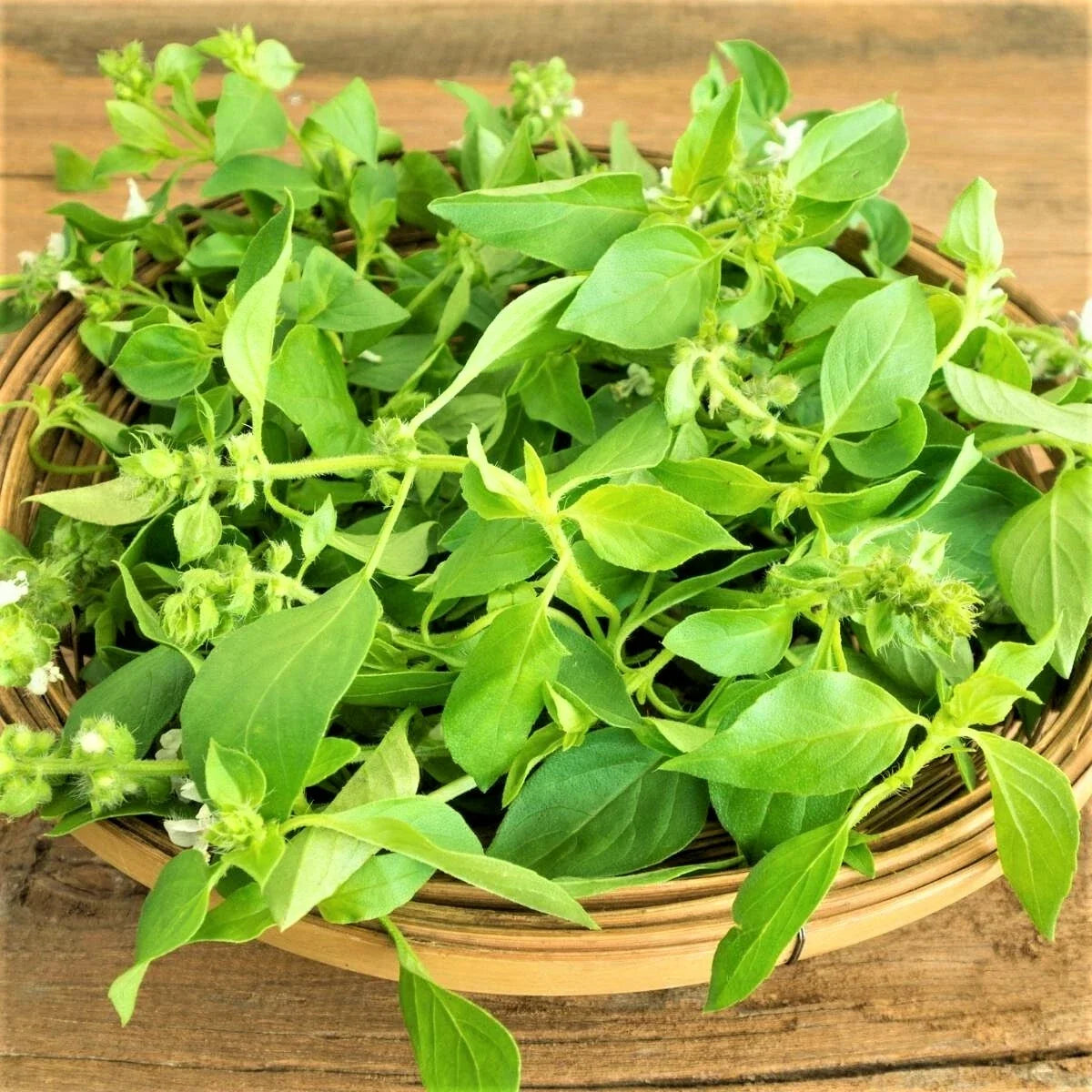 Lemon Basil Seeds - 200 Count Non-GMO Pack - Unique Herb for Cooking and Gardening - Ocimum basilicum