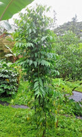 10 Katuk Plant Cuttings - Sauropus Androgynus Sweet Leaf - Hawaiian Grown