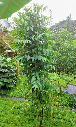 10 Katuk Plant Cuttings - Sauropus Androgynus Sweet Leaf - Hawaiian Grown