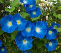 Heavenly Blue Morning Glory Seeds - Fresh Flower Seeds for Garden - Ipomoea tricolor