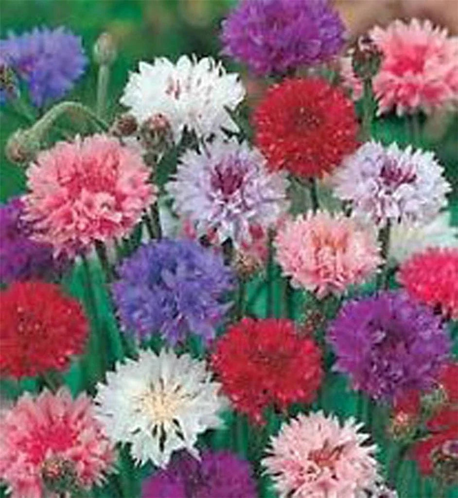 Bachelor Button Seeds, Tall Mix, 50 Seeds, Colorful Bright Blooms, Centaurea cyanus
