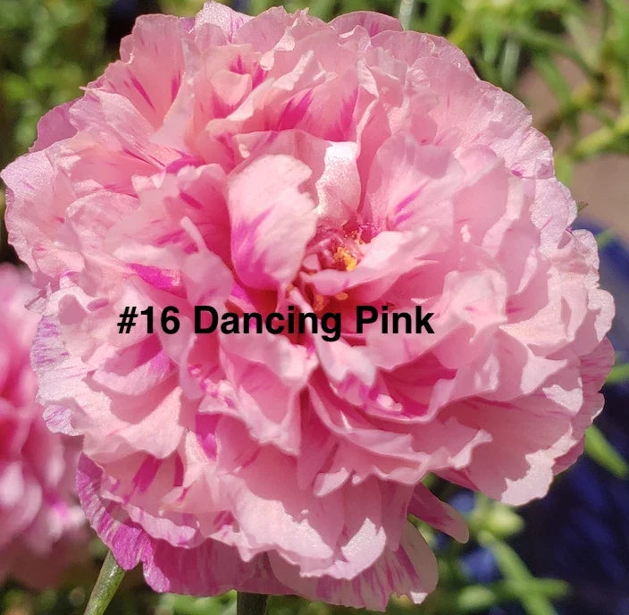 Moss Rose Cuttings, 10 Unrooted, Dancing Pink Variety, Portulaca Grandiflora