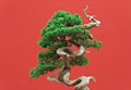 Black Spruce Bonsai Tree Seeds - 20 Pack - Popular Coniferous Tree - Picea mariana