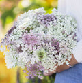 Queen Anne's Lace Seeds - Chocolate Burgundy Variety - Butterfly Host Plant - 200 Count