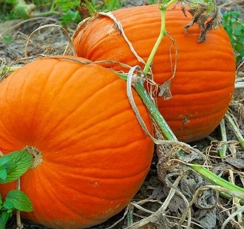 Pumpkin Seeds for Planting 5-100 Count Max Connecticut Jack O Lantern Non-GMO Cucurbita pepo