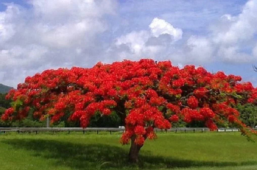 Royal Poinciana Seeds - 20 Count - Delonix regia - Flamboyant Flame Tree Gulmohar