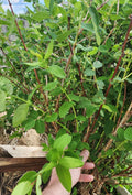Honeyberry Cuttings 8 pcs 6"-8" Berry Blue Lonicera caerulea Leaves Just Starting to Grow