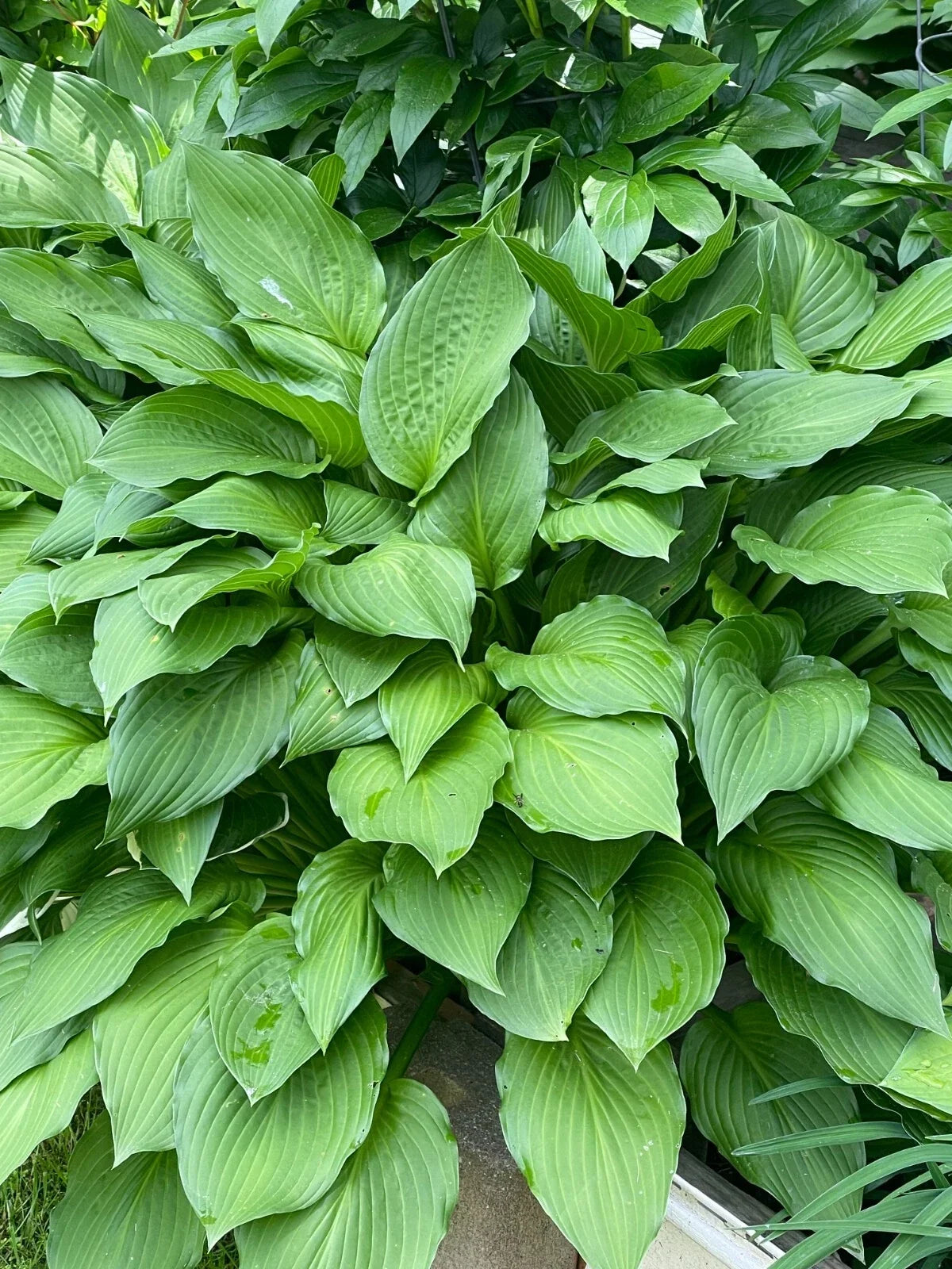 Green Hosta Sieboldiana Live Plants Set of 4 Bare Roots Perennial Shade Lover 3 Years Old
