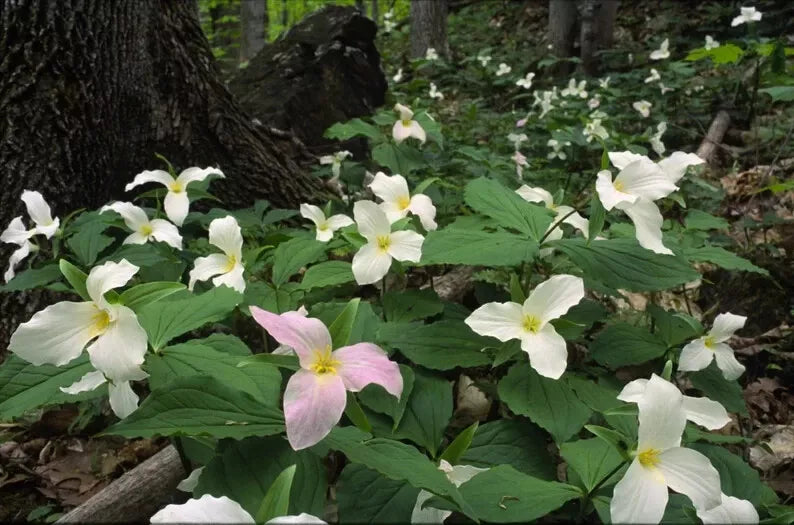 White Trillium Bulbs 5-Pack, Bare Root Wildflower, Trillium grandiflorum 2025