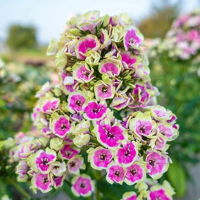 50 Yellow Phlox Seeds | Perennial Flower Seeds | Butterfly Attracting | Phlox paniculata