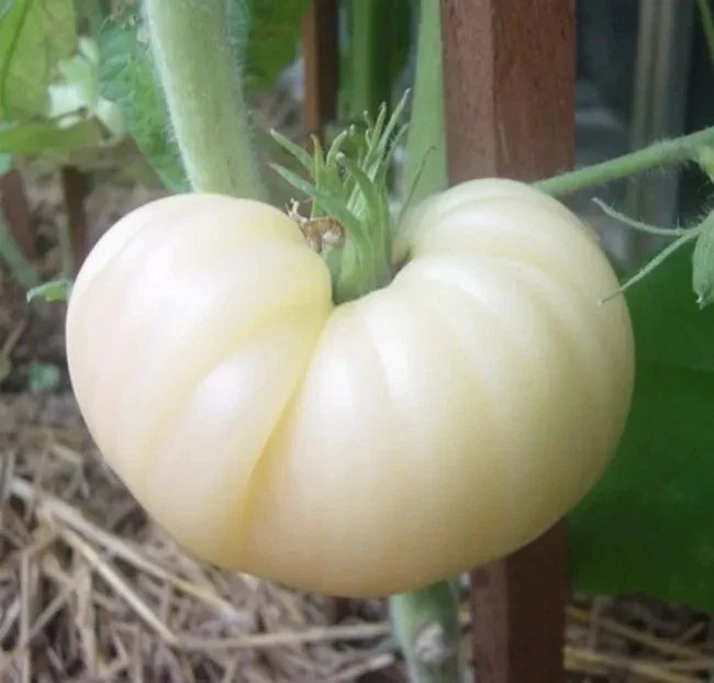 Great White Tomato Seeds - 30+ Heirloom Organic Non-GMO - Rare Beefsteak Variety - Solanum lycopersicum