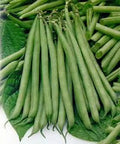 Slenderette Bush Bean Seeds - Non-GMO, 100+ Seeds, Great Tasting Healthy Variety - Phaseolus vulgaris