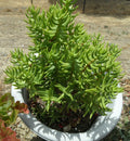 Crassula Tetragona Mini Pine Tree Succulent Cuttings Lot of 5, 5-6" Freshly Cut Decorative Plants