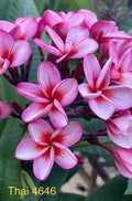 Pink Thai Plumeria Plant in 3 Inch Pot - Rooted from Seeds, Deciduous in Winter - Frangipani