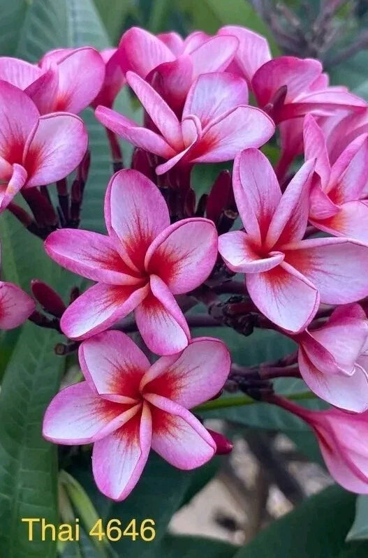 Pink Thai Plumeria Plant in 3 Inch Pot - Rooted from Seeds, Deciduous in Winter - Frangipani