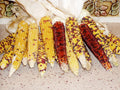 Popcorn Seed - Carousel Variety - Fresh Seeds - Zea mays everta - Free Shipping